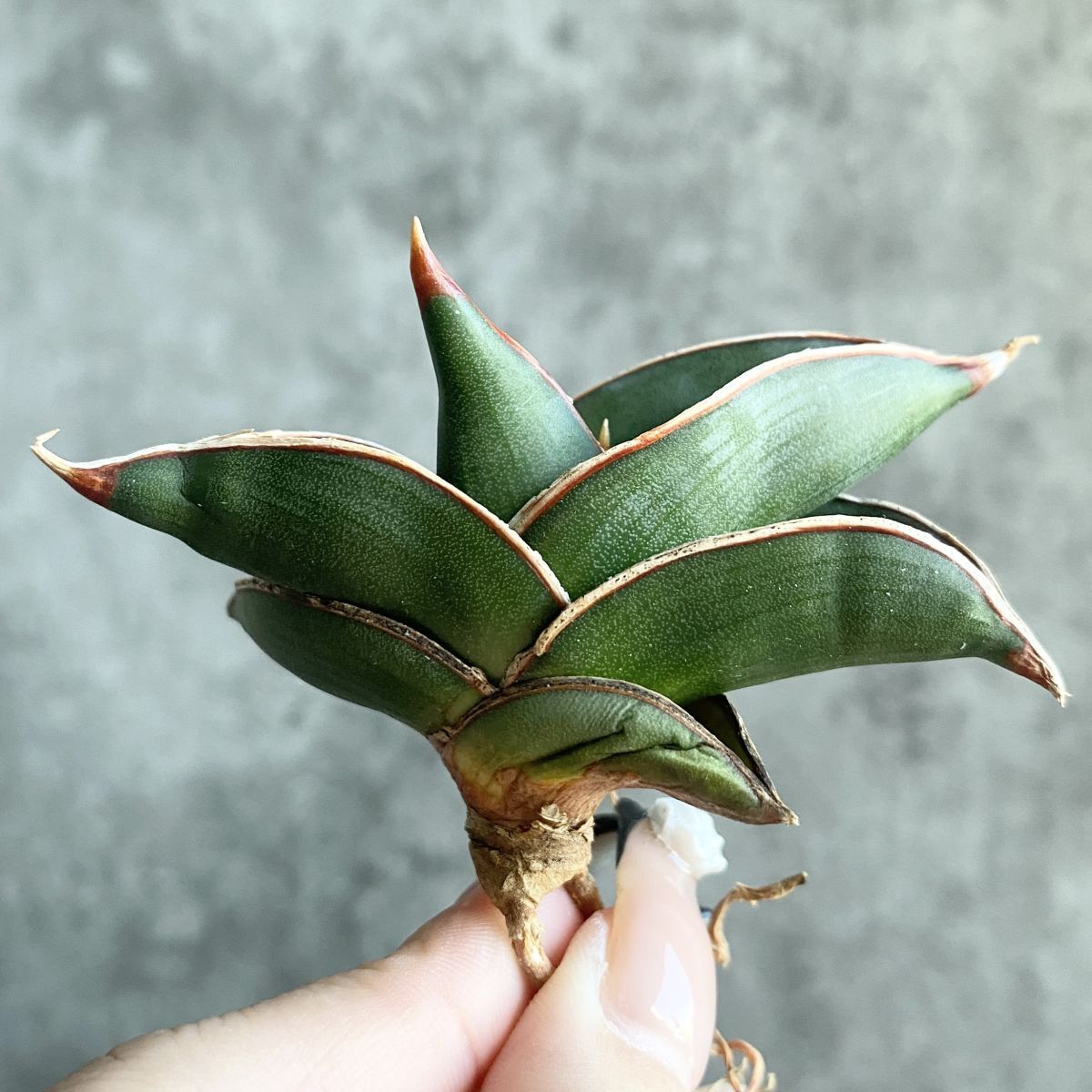 2025年最新】Yahoo!オークション -観葉植物 サンセベリアの中古