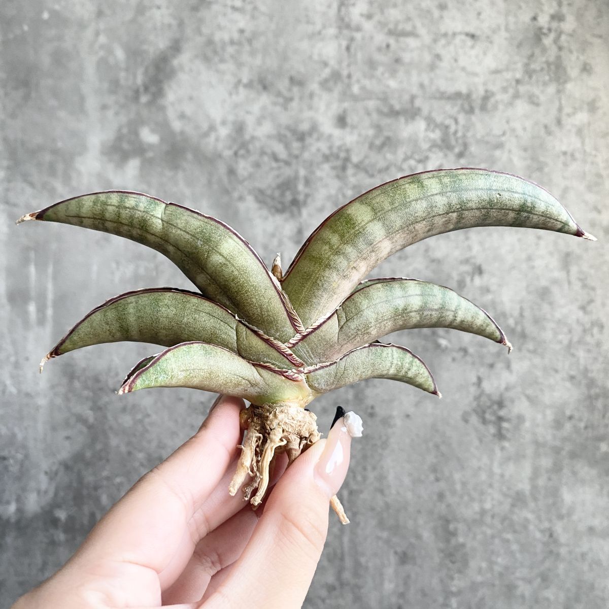 ア*ー様 S8001★オークション★超希少 サンスベリア プフィステリ PFIS Yahoo!オークション -「サンセベリア」の落札相場・落札価格