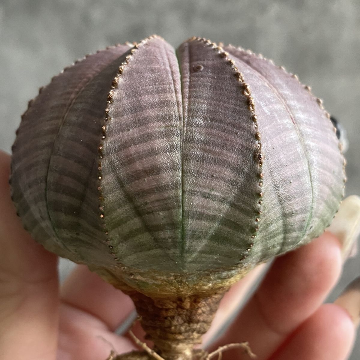 m*e様 B14434★オークション★ 超巨大8.5cm株！ユーフォルビア オベ B14434☆オークション☆ 超巨大8.5cm株！ユーフォルビア オベサ