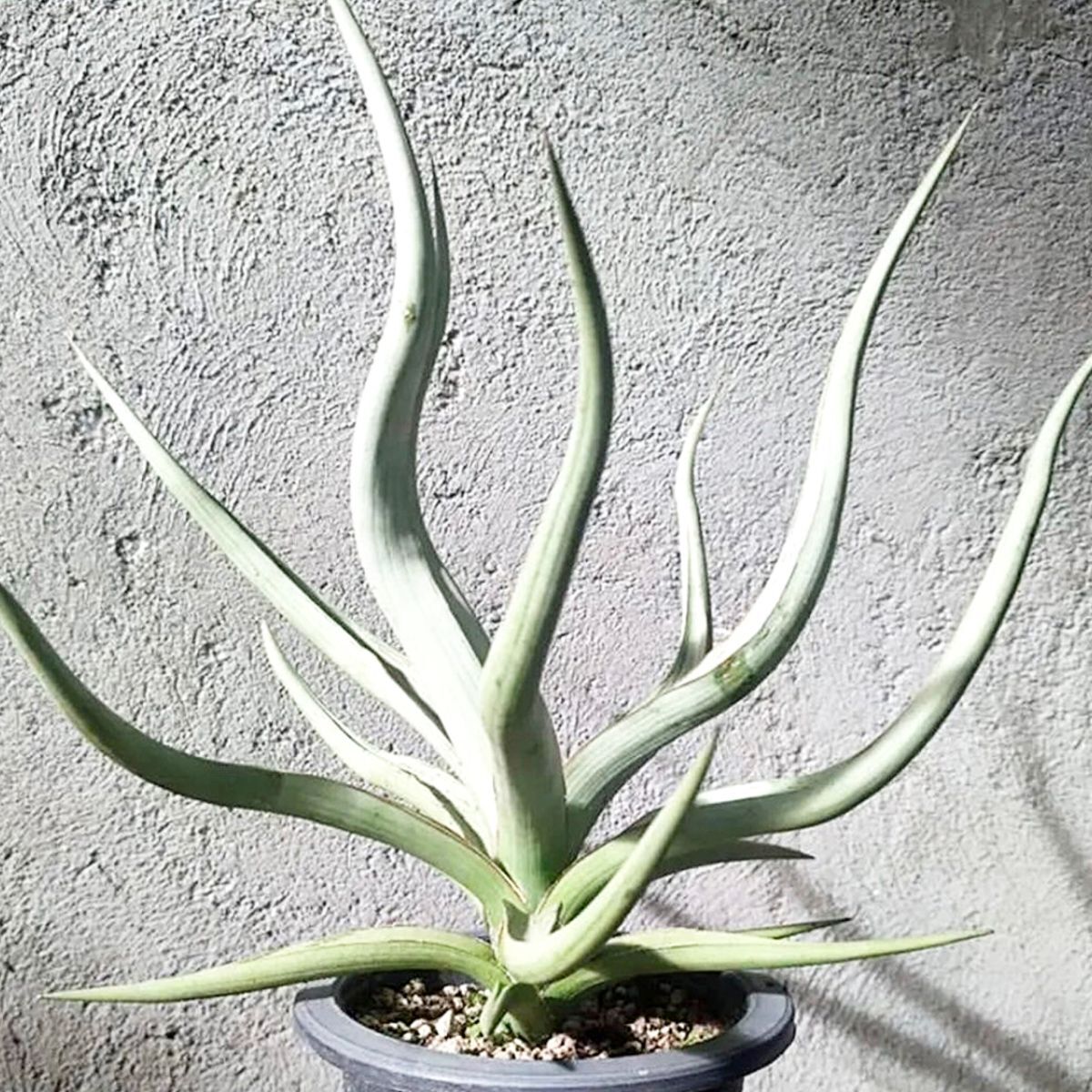 ア*ー様 S8001★オークション★超希少 サンスベリア プフィステリ PFIS Yahoo!オークション -「サンスベリアサンセベリア」(観葉植物