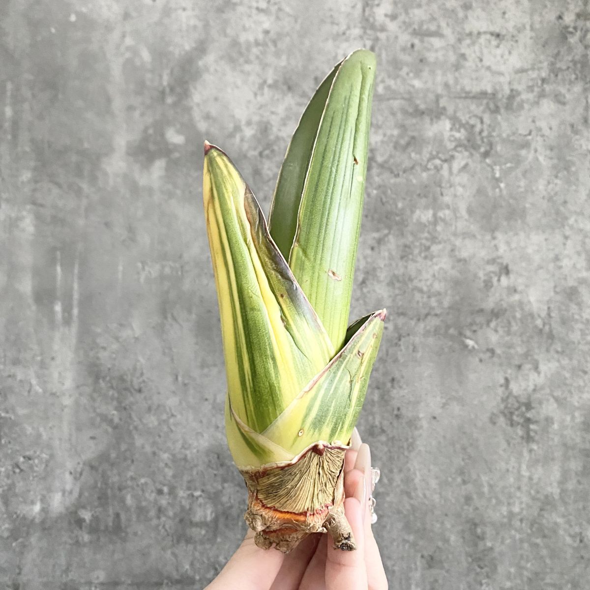 Yahoo!オークション -「サンセベリア」の落札相場・落札価格