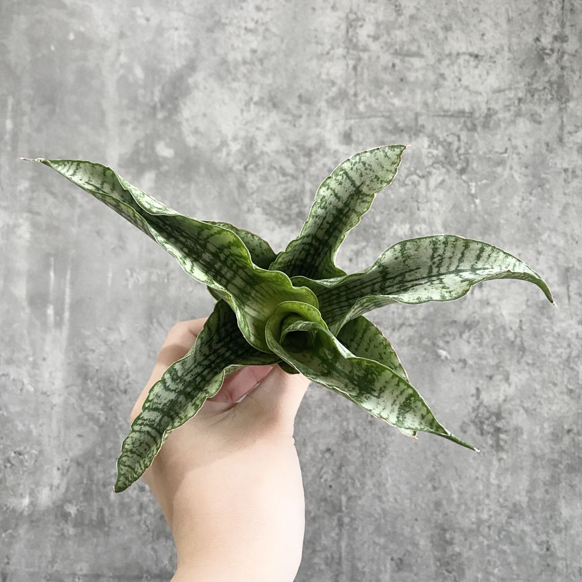 l*読様 S4548★オークション販売★ サンスベリア スノーホワイト 極上斑入 l*読様 S4548☆オークション販売☆ サンスベリア スノーホワイト