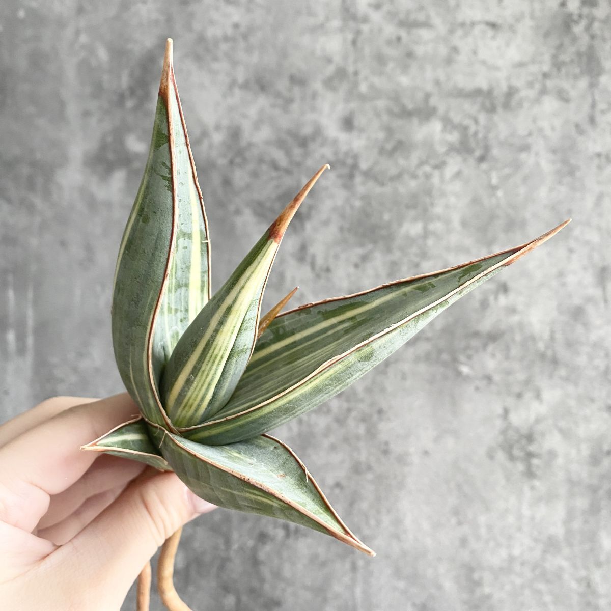 ユ*ヤ様 S4551★オークション販売★ サンスベリア スノーホワイト 超希少極 2025年最新】スノーホワイト サンスベリアの人気アイテム - メルカリ