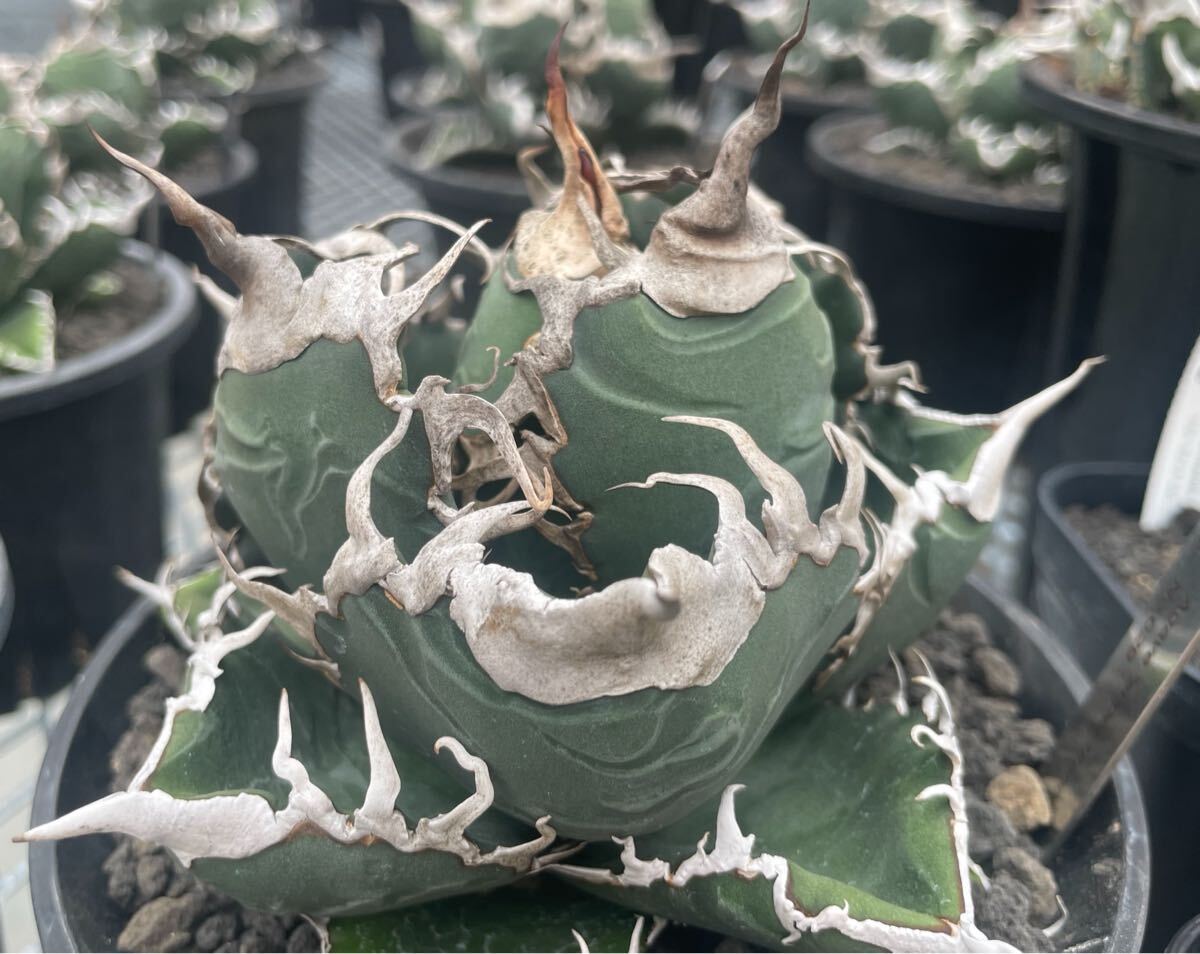 チタノタ　スーパーチタノタ　レア チタノタ スーパーチタノタ レア