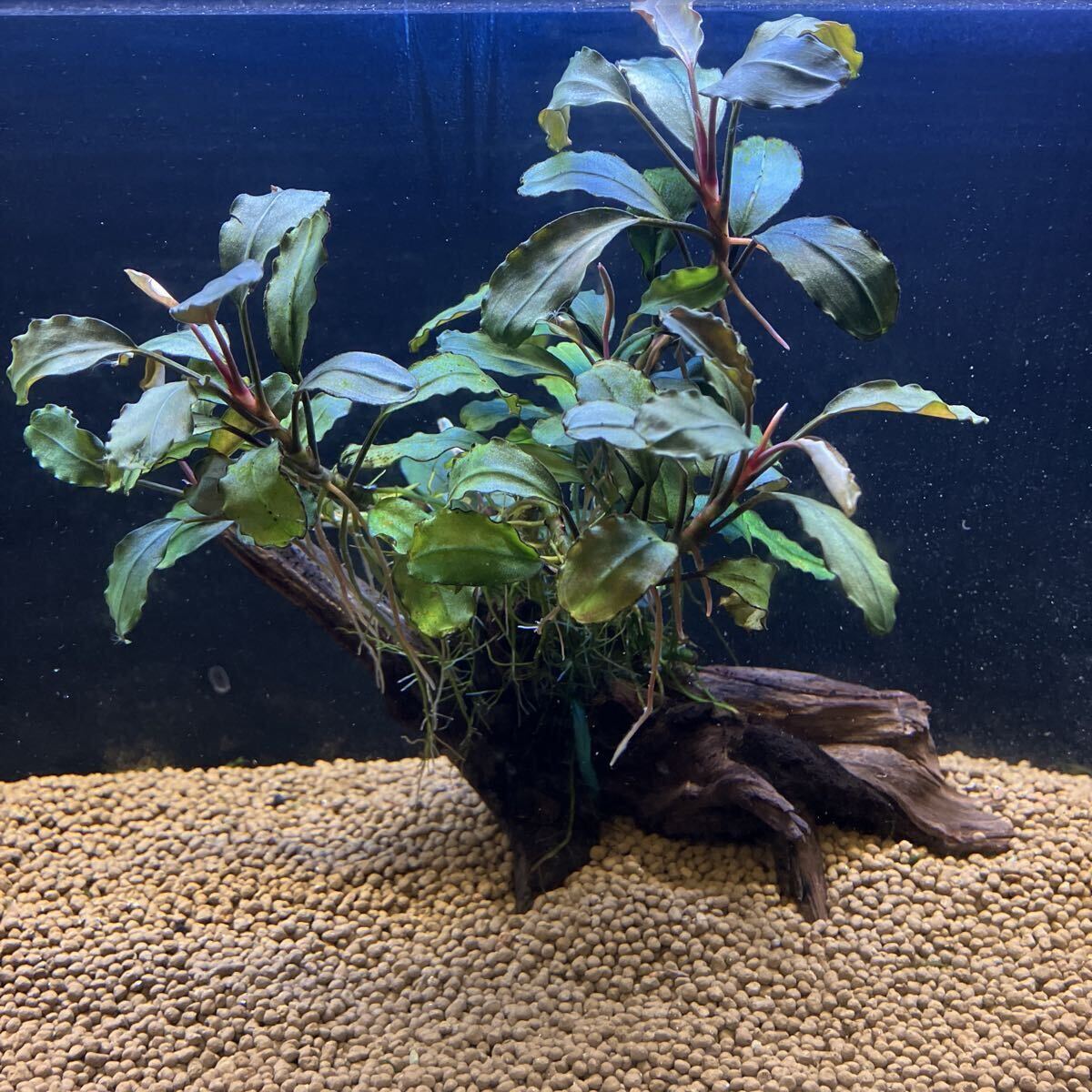 ブセファランドラ　ナンガタマン 楽天市場】（水草）ブセファランドラsp．Nanga