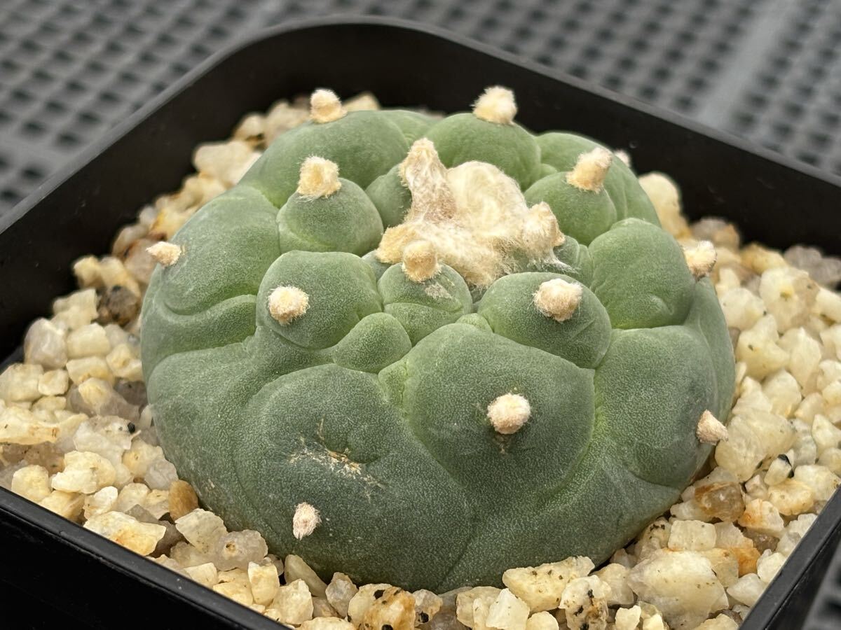 Yahoo!オークション -「サボテン銀冠玉」の落札相場・落札価格