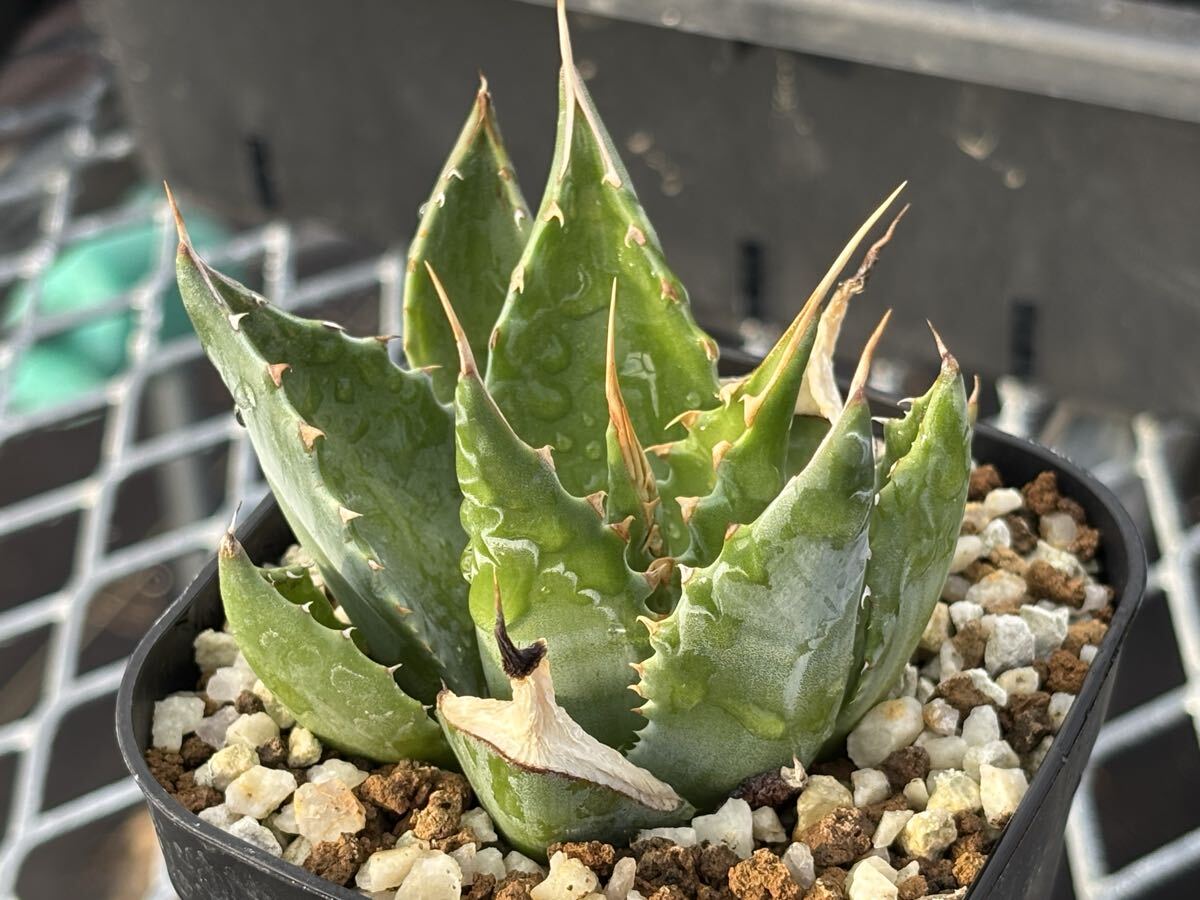 専用　80株セット！アガベチタノタ　実生　多肉植物 アガベ チタノタ（サボテン、多肉植物） | 花、ガーデニング の