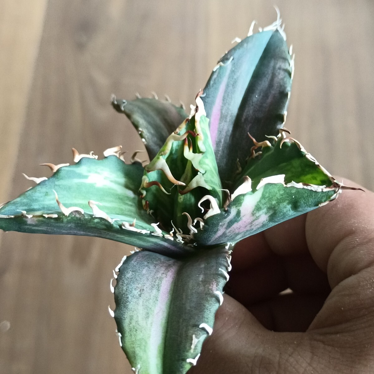 早い者勝ち！アガベ狼人錦　中縞斑極上株　超美形変わり斑入り 2025年最新】アガベ 狼人 錦の人気アイテム - メルカリ