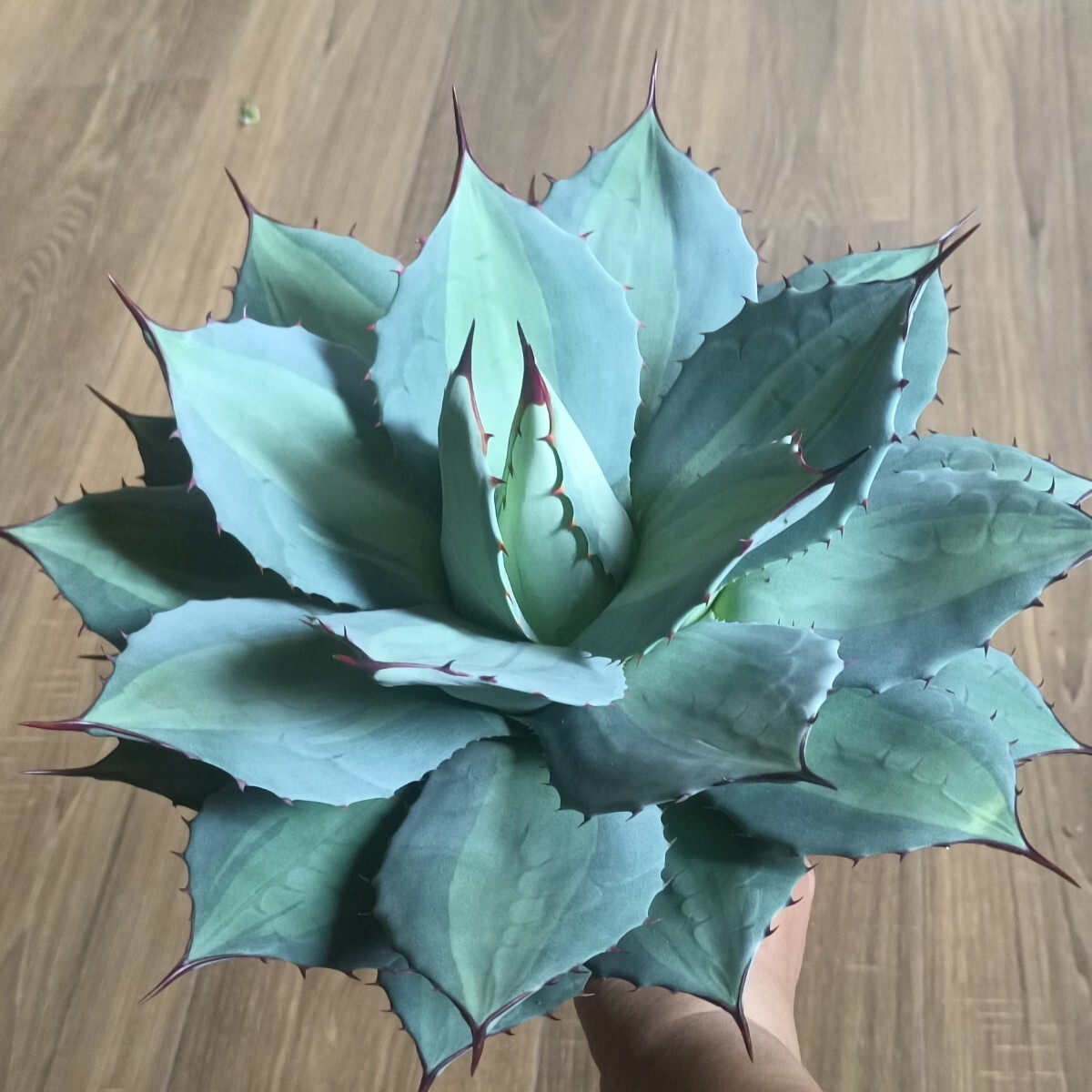 Yahoo!オークション -「アガベ パリー」(花、園芸) の落札相場・落札価格