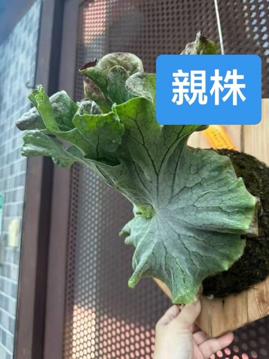 ビカクシダ 'Suprem' レア品種 ビカクシダ 'Suprem' レア品種