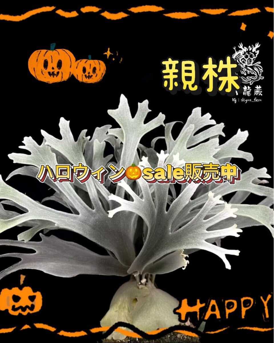 Yahoo!オークション -「(スティッチ ステッチ stitch)」(花