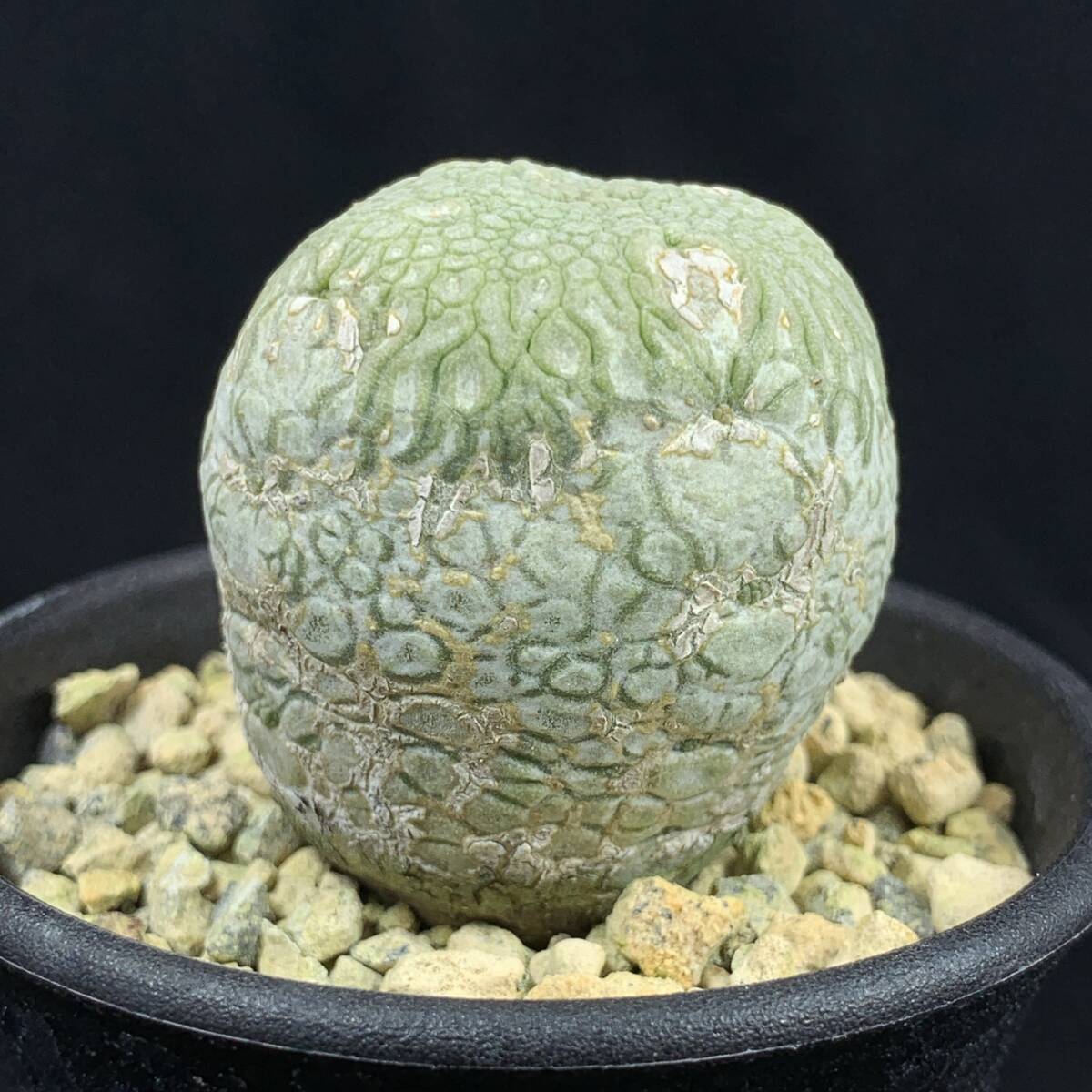 ☆M36☆ 珍品 プセウドリトス ハラルドヘラヌス 抜き苗発送【速達付】 ☆M36☆ 珍品 プセウドリトス ハラルドヘラヌス 抜き苗発送