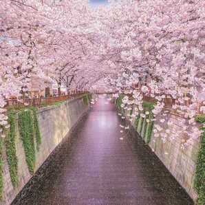 M8 春の目黒川/東京/桜/日本の風景/アートパネル/ファブリックパネル/インテリアパネル/ポスター