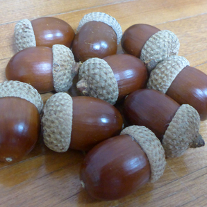 【2025年製】帽子付きどんぐり(アベマキ特大) 10個