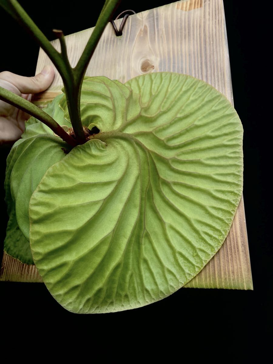 2025年最新】Yahoo!オークション -#ビカクシダリドレイ