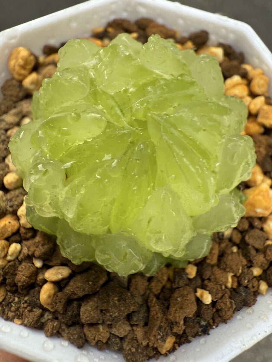 21c ハオルチア　多肉植物　南亜の星錦　自家繁殖 2025年最新】Yahoo!オークション -ハオルチア haworthia(観葉