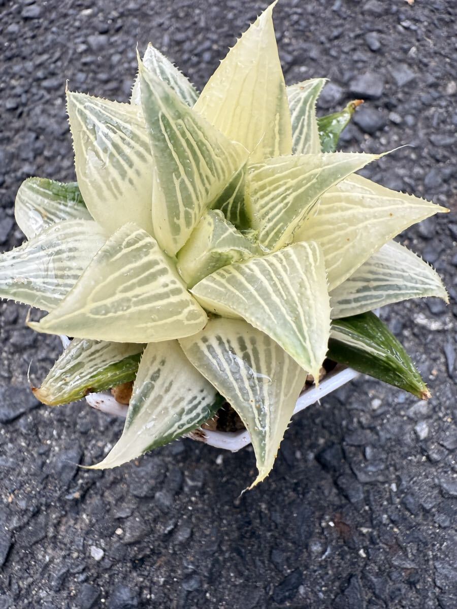 21c ハオルチア　多肉植物　南亜の星錦　自家繁殖 2025年最新】Yahoo!オークション -ハオルチア haworthia(観葉