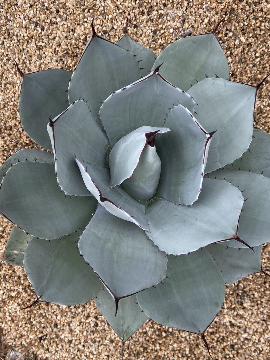 【希少】子株出品オバティカータ　パリートランカータ✖️オバティフォリア 2025年最新】パリーハイブリッドの人気アイテム - メルカリ