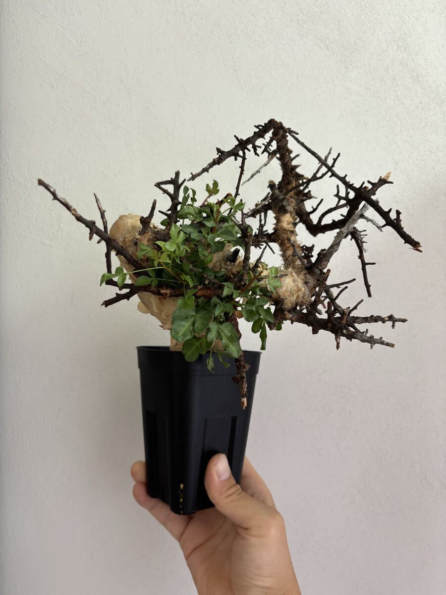 Yahoo!オークション -「コミフォラ カタフ ソマリア」の落札相場・落札価格