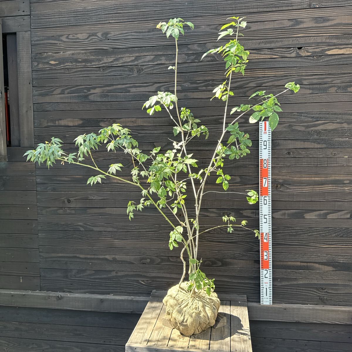 2025年最新】Yahoo!オークション -アオダモ (山採り 株立ち 樹形 畑