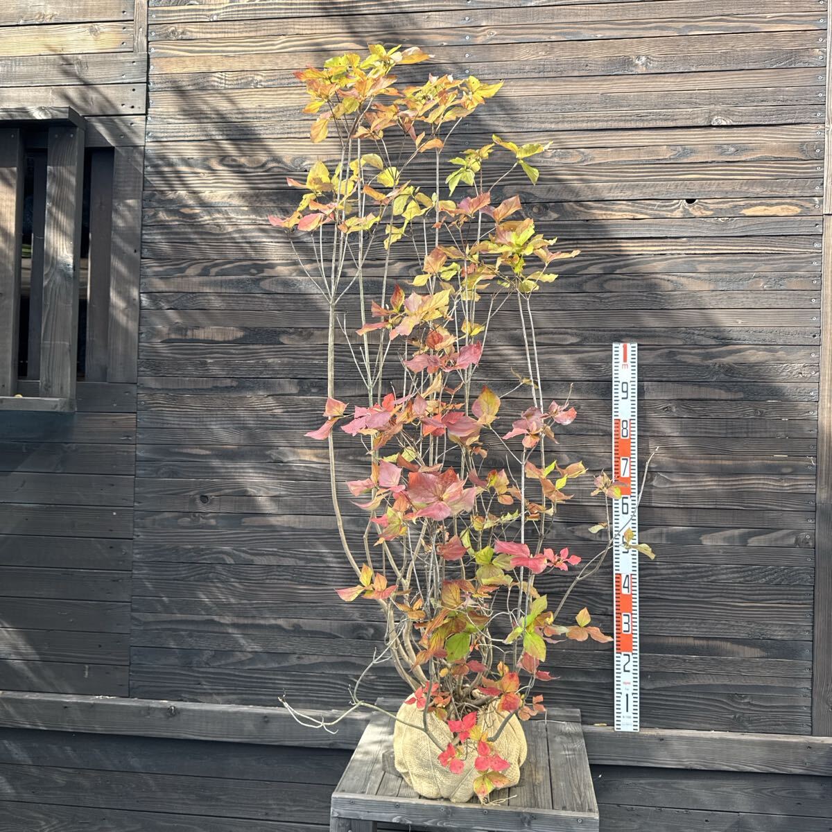 2025年最新】Yahoo!オークション -ミツバツツジ(花、園芸)の中古品