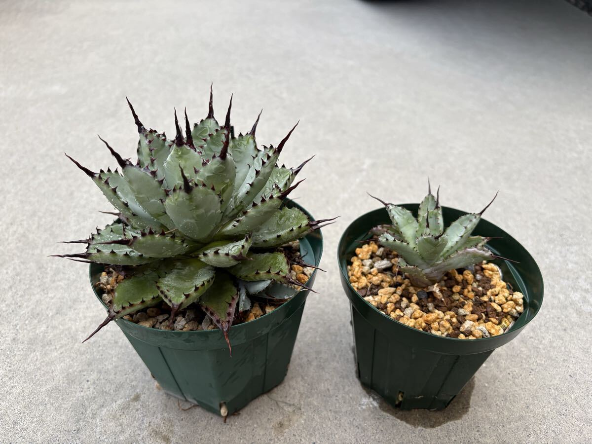 アガベ　ハイブリッド　Ts001GREX レア株 アガベ ハイブリッド Ts001GREX レア株 限定価格】 アガベ