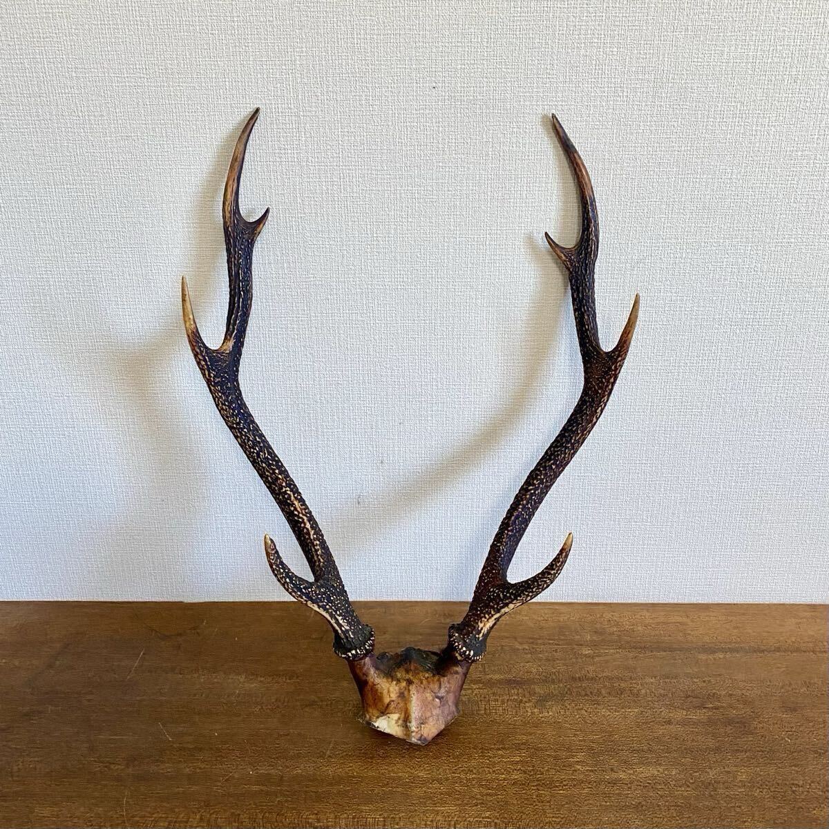 Yahoo!オークション -「シカ 角」(科学、自然) の落札相場・落札価格