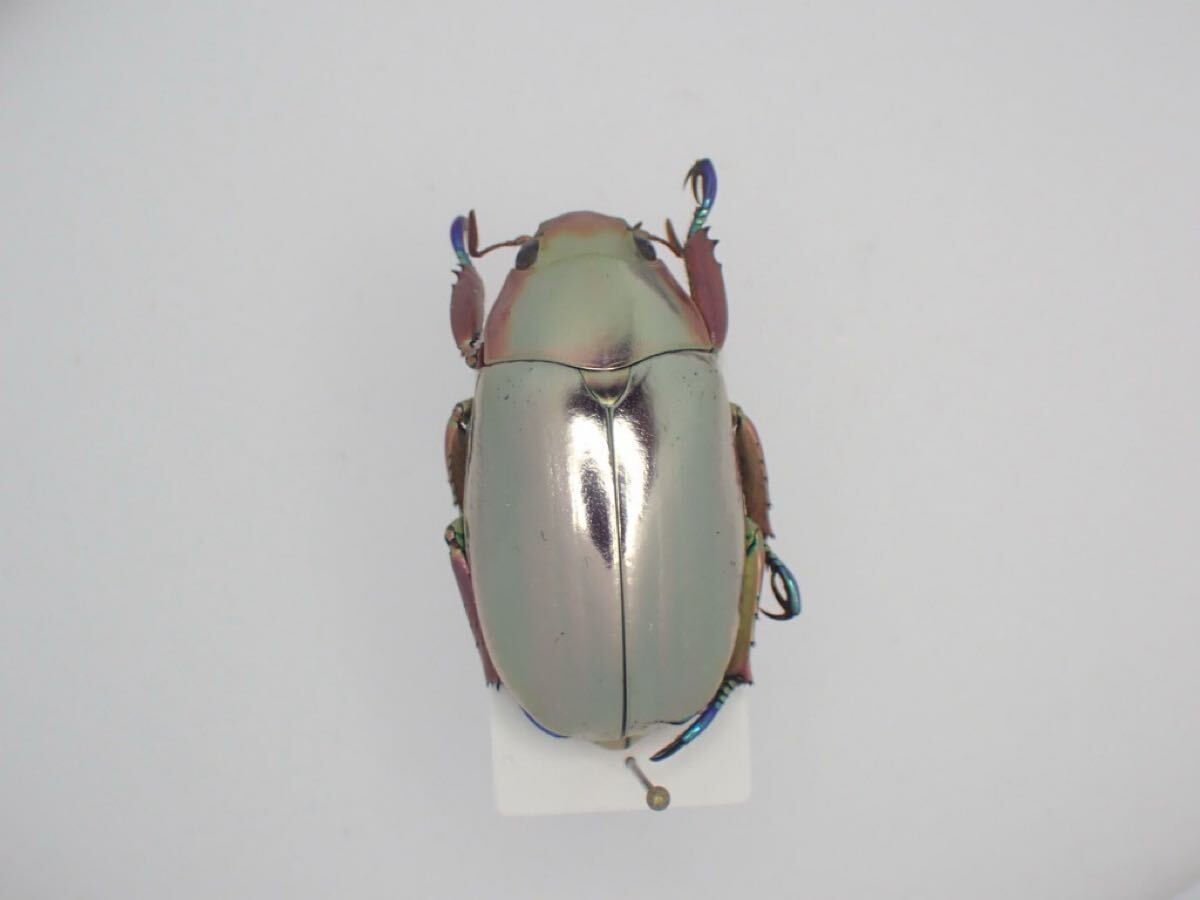 Yahoo!オークション -「プラチナコガネ」(その他) (虫類)の落札