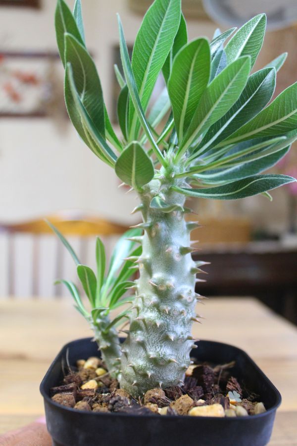 オークション！ 現地株 パキポディウム グラキリス 塊根 コーデックス Yahoo!オークション - パキポディウム グラキリス 極上美株 発根