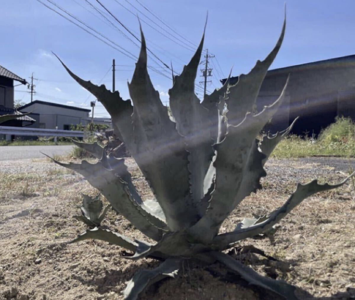 Yahoo!オークション -「ファンキー」(アガベ) (観葉植物)の落札相場