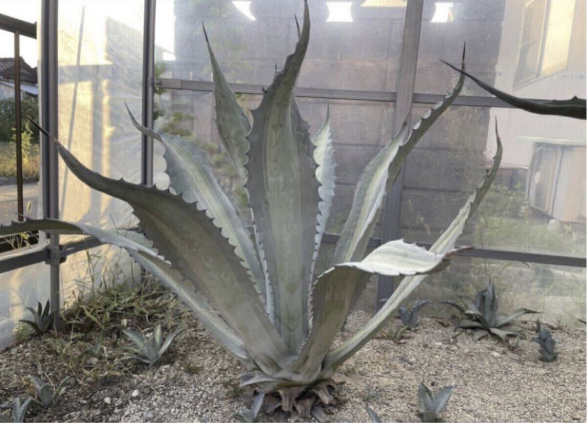 Yahoo!オークション -「lemon」(アガベ) (観葉植物)の落札相場・落札価格