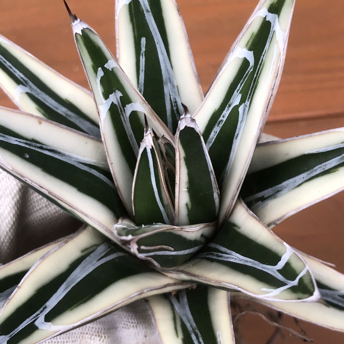 Yahoo!オークション -「アガベ オバティフォリア」(花、園芸) の