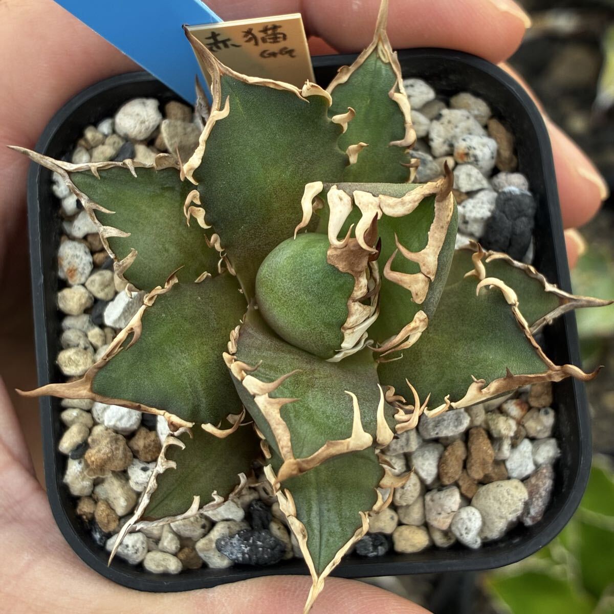 2025年最新】Yahoo!オークション -アガベ レッドキャット