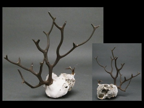 希少　海松珊瑚 Yahoo!オークション -「海松 珊瑚」の落札相場・落札価格