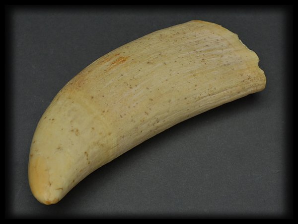 シャ　鯨歯　印材 鯨歯 マッコウクジラ 彫刻・印材・根付用 745g 高価買取しました