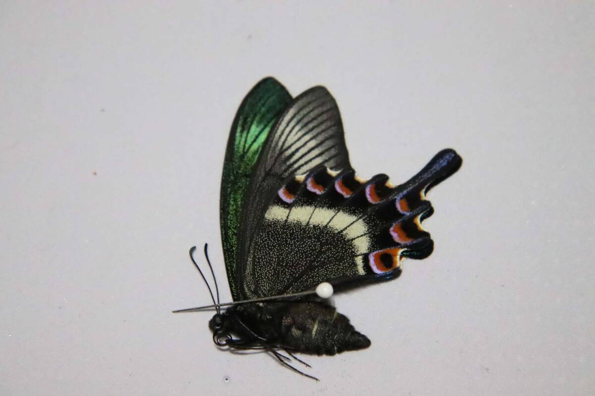 2025年最新】アゲハ標本の魅力的な商品を探す - Yahoo!オークション