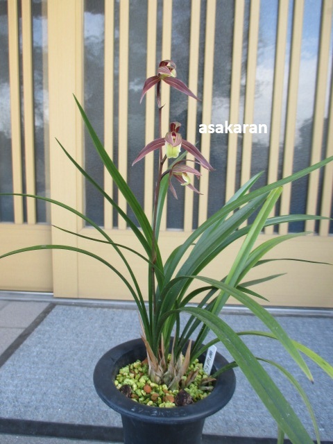 Yahoo!オークション -「韓国春蘭」(苗) (ガーデニング)の落札相場