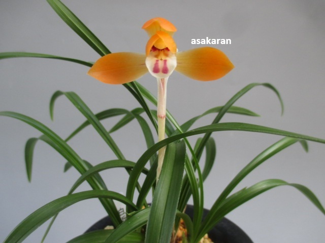 春蘭　韓国春蘭　栄光No.5 韓国春蘭 春蘭 栄光 目玉品 韓国春蘭 栄光 : 蘭万園日記