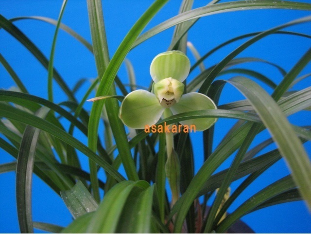 Yahoo!オークション -「韓国春蘭」(苗) (ガーデニング)の落札