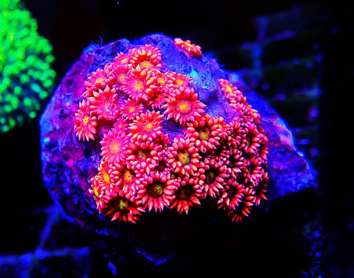 Yahoo!オークション -「ハナガササンゴ レッド」(海水魚