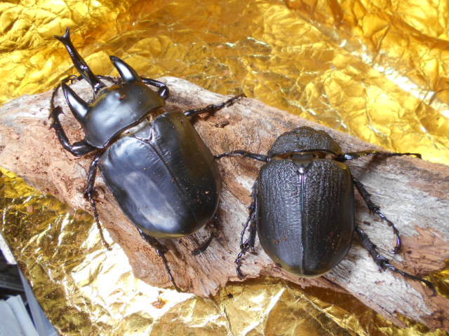 2025年最新】アクティオンゾウカブトの商品一覧 - Yahoo