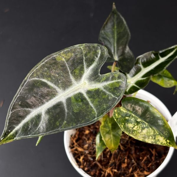 Yahoo!オークション -「アロカシア 斑入り」(その他) (観葉植物