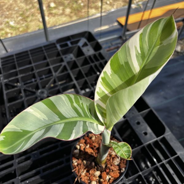 斑入り バナナ 6寸　＊同梱推奨商品 2025年最新】バナナ斑入りの人気アイテム - メルカリ