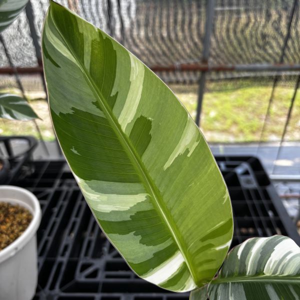 Yahoo!オークション -「斑入りバナナ」(その他) (観葉植物)の