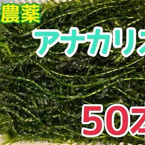 送料無料 穂先付き無農薬アナカリス オオカナダモ 50本 即決価格 ザリガニ エビ 金魚 メダカ 熱帯魚 金魚草 金魚藻 水草 ビオトープ