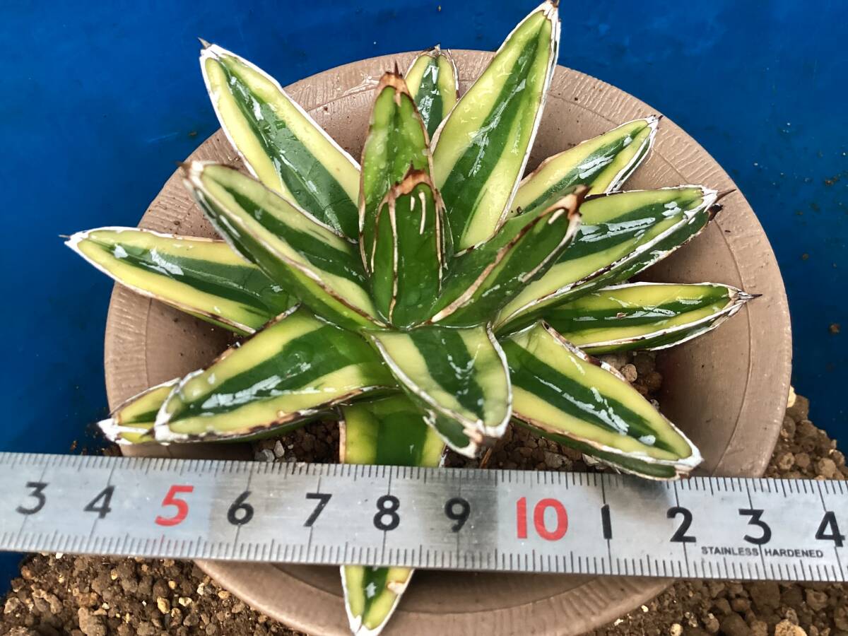 アガベ　華厳　11株セット❗ アガベ 華厳 11株セット❗