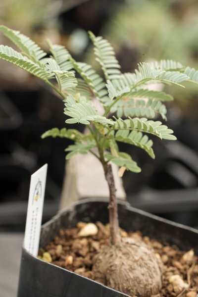 エレファントリザ・プラエテルミサ（実生） エレファントリザ プラエテルミサ 実生 塊根 フラワー・ガーデニング