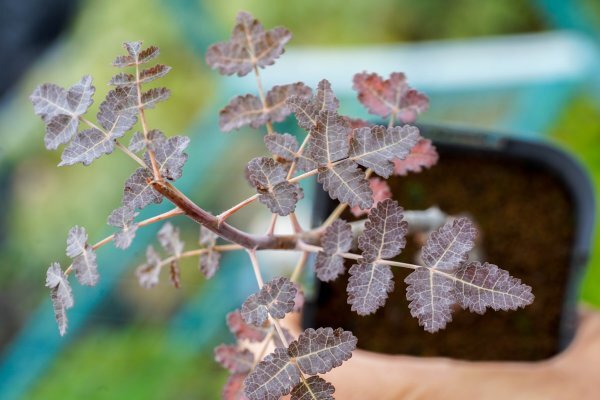 Yahoo!オークション -「ディオスコリディス」の落札相場・落札価格