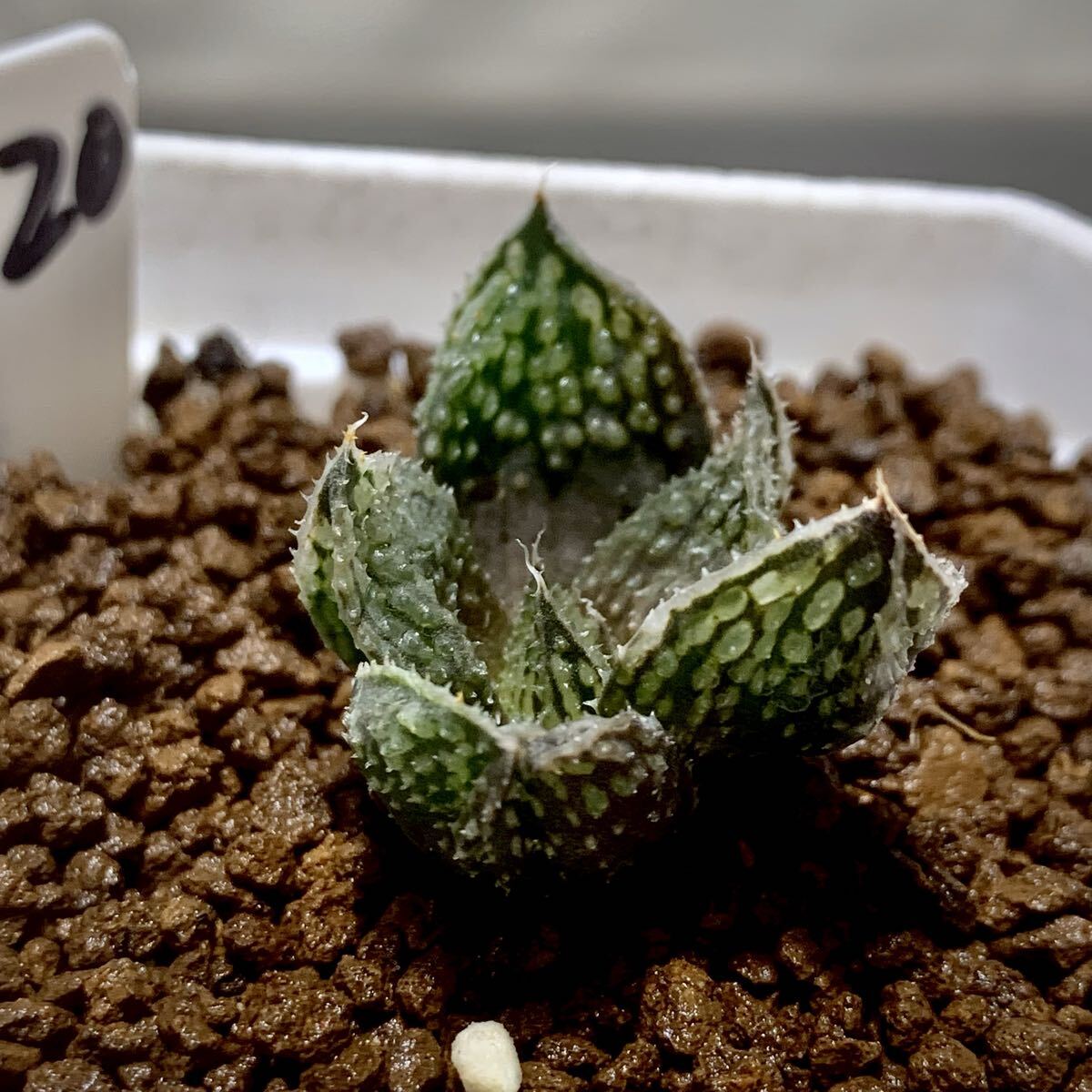 Yahoo!オークション -「ハオルチア 闇の森」(花、園芸) の落札相場