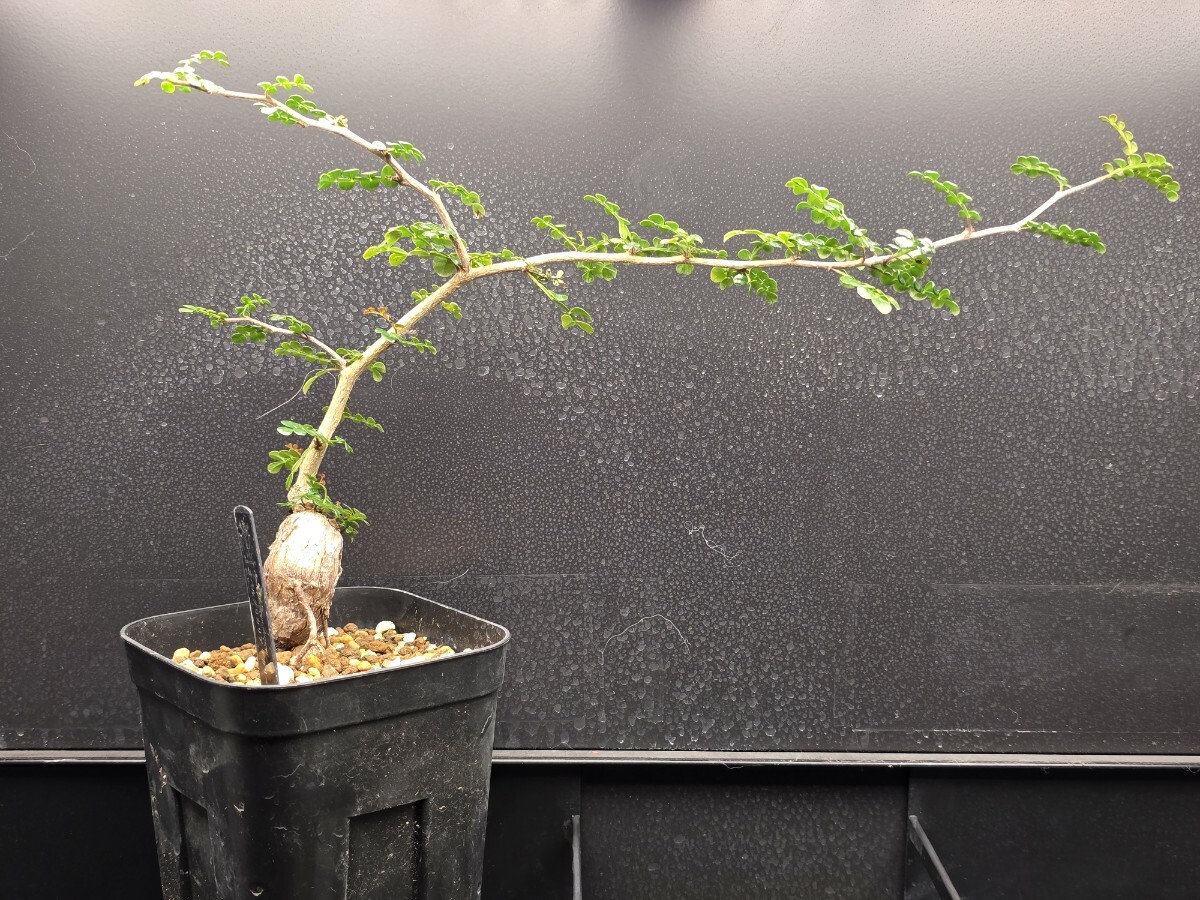 ノ*タ様 オークション！ 実生 オペルクリカリア デカリー 大株 塊根 パキプス 2025年最新】Yahoo!オークション -オペルクリカリア パキプス 発